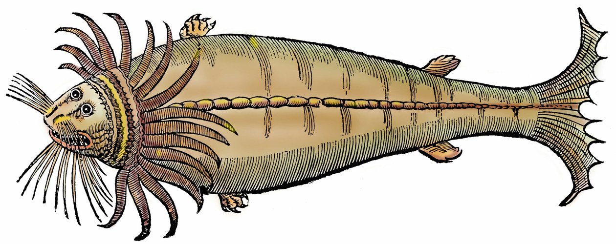 Marine Creature, Xylography Taken from 