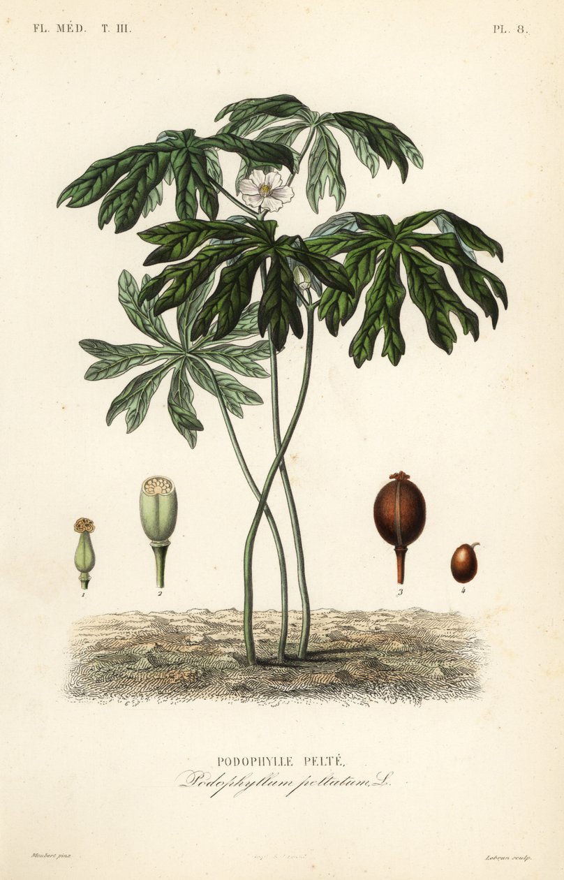 Mayapple or American mandrake, Podophyllum peltatum by Unbekannt