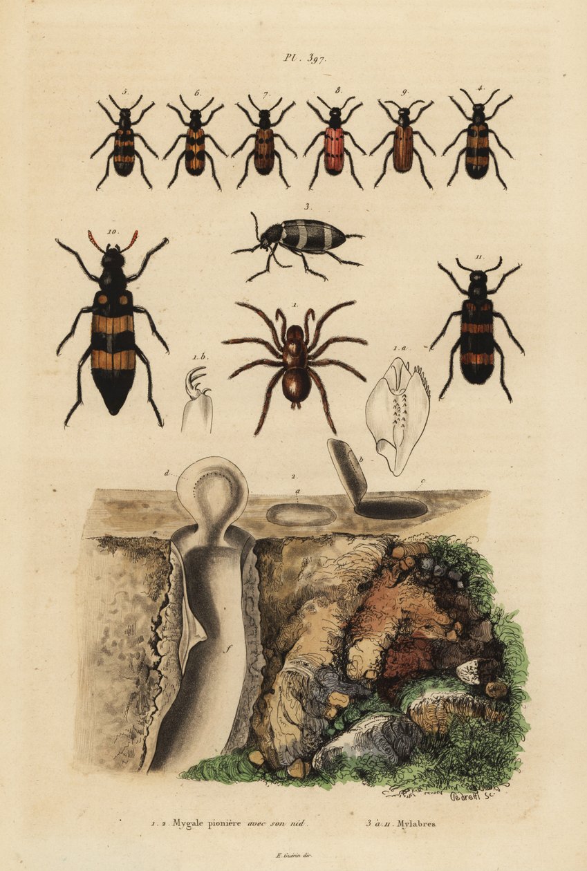 Mygalomorph trapdoor spider and its nest, and beetles, Mylabris species by Unbekannt