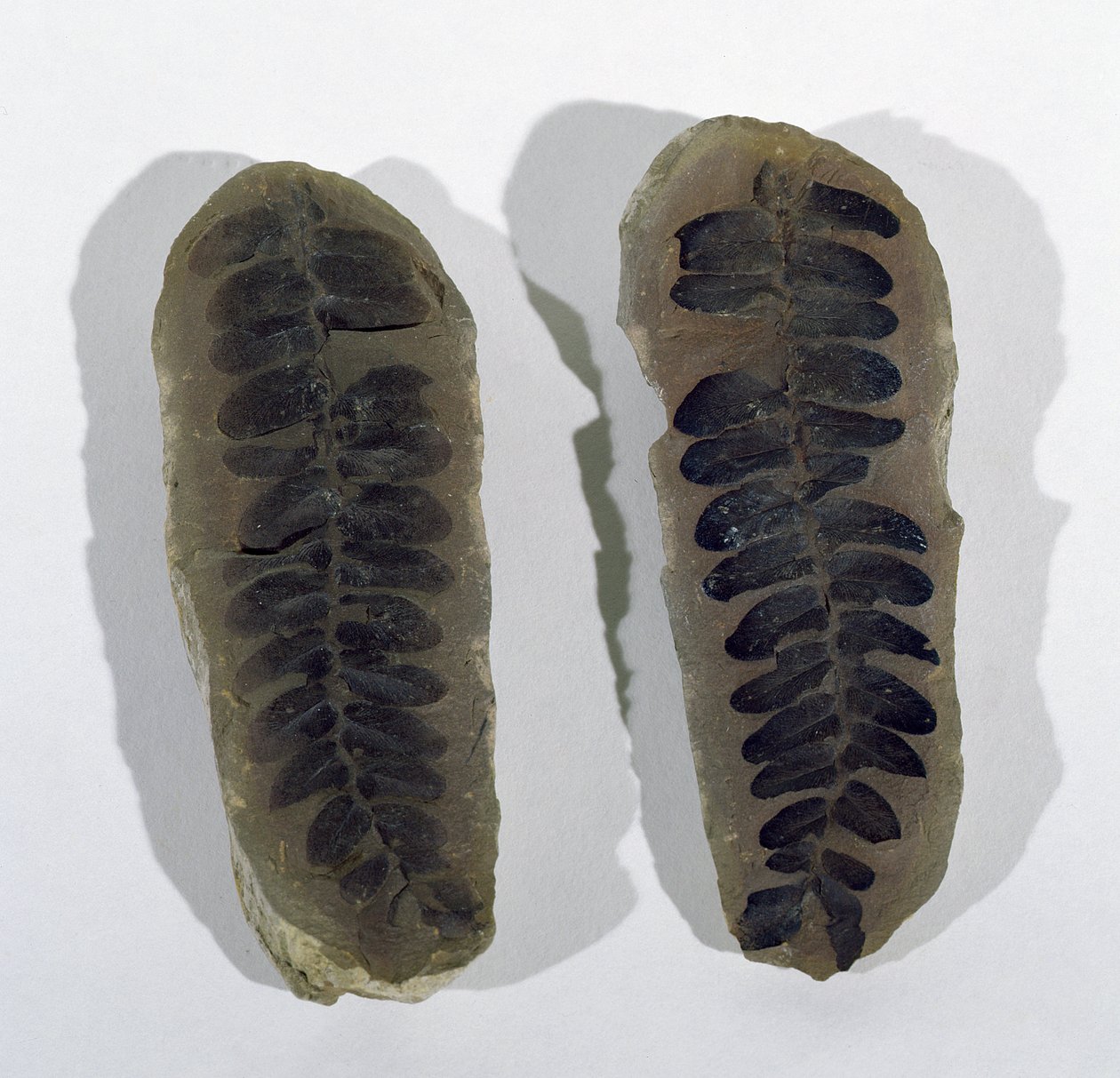 Neuropteris (Frond of Sea Fern) Found at Coseley, Staffordshire, Upper Carboniferous Period by Unbekannt