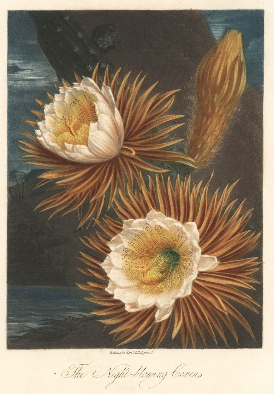 Night Flowering of the Dragon Fruit Plant, extracted from The Temple of Flora, by Dr. Robert Thornton by Unbekannter Künstler