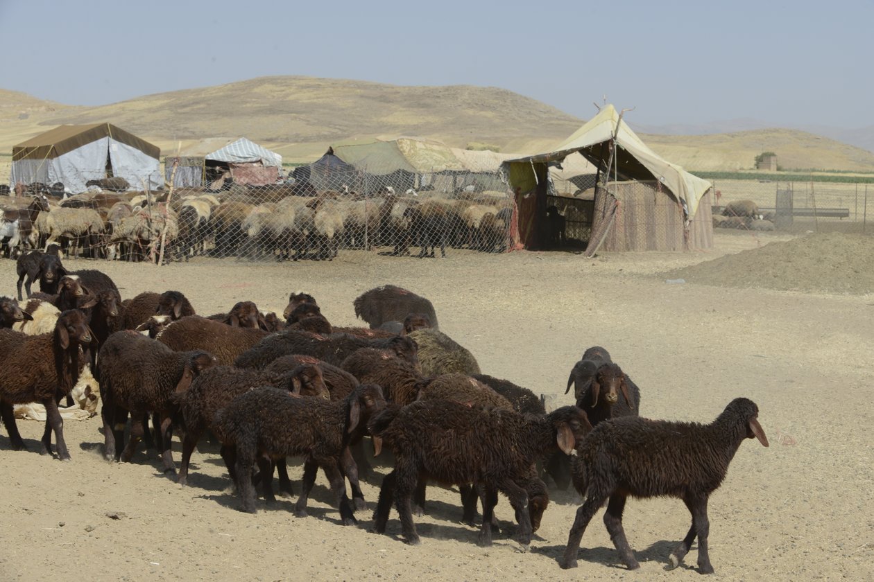 Nomadic tents between Tamar and Ashkhaneh, Iran 2022 by Unbekannter Künstler