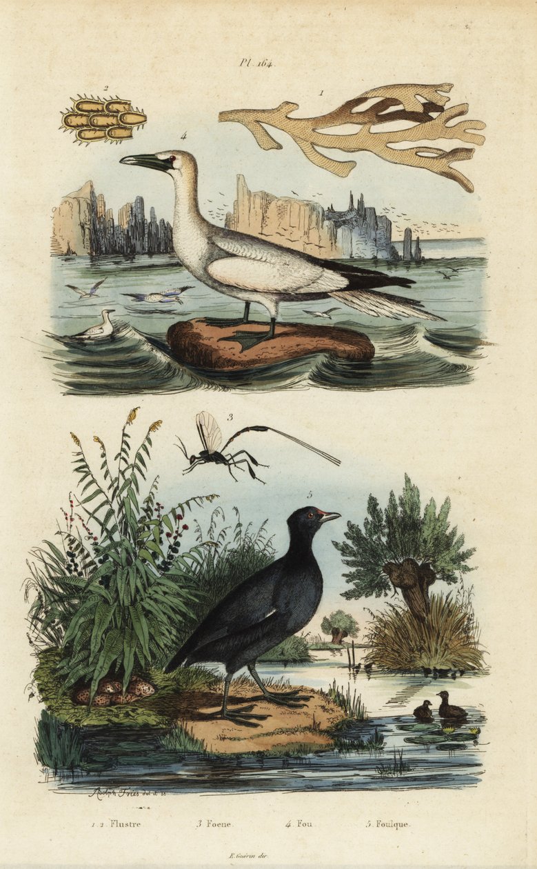 Northern Gannet, Morus Bassanus 4, Red-Fronted Coot, Fulica Rufifrons 5, Flustra Foliacea Seaweed 1,2, and Gasteruption Wasp 3 by Unbekannt