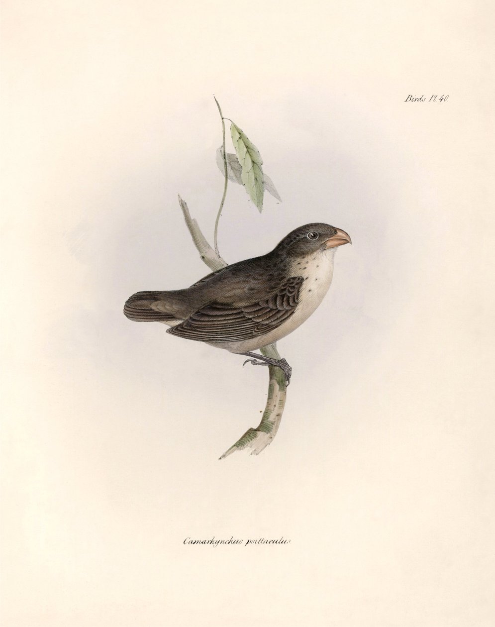 Ornithology: Camarhynchus psittaculus or Geospize psittacin Description of a passerine by Charles Darwin observed during his expedition aboard the Beagle. Plate from The zoology of the voyage of H.M.S. Beagle. Flight. III, Birds described by John Gould by Unbekannter Künstler