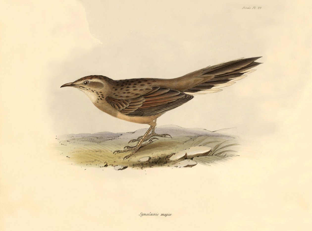 Ornithology: Synallaxis major described by Charles Darwin during his expedition aboard the Beagle. Plate from The zoology of the voyage of H.M.S. Beagle. Flight. III, Birds described by John Gould, with notice of their habits by Charles Darwin by Unbekannter Künstler