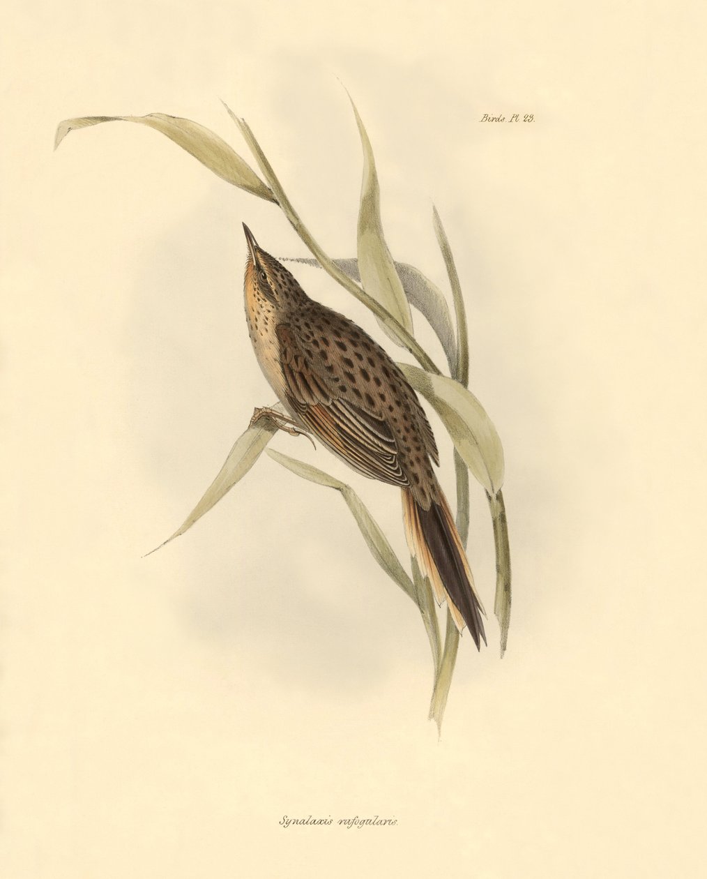Ornithology: Synallaxis rufogularis described by Charles Darwin during his expedition aboard the Beagle. Plate from The zoology of the voyage of H.M.S. Beagle. Flight. III, Birds described by John Gould, with notice of their habits by Charles Darwin by Unbekannter Künstler
