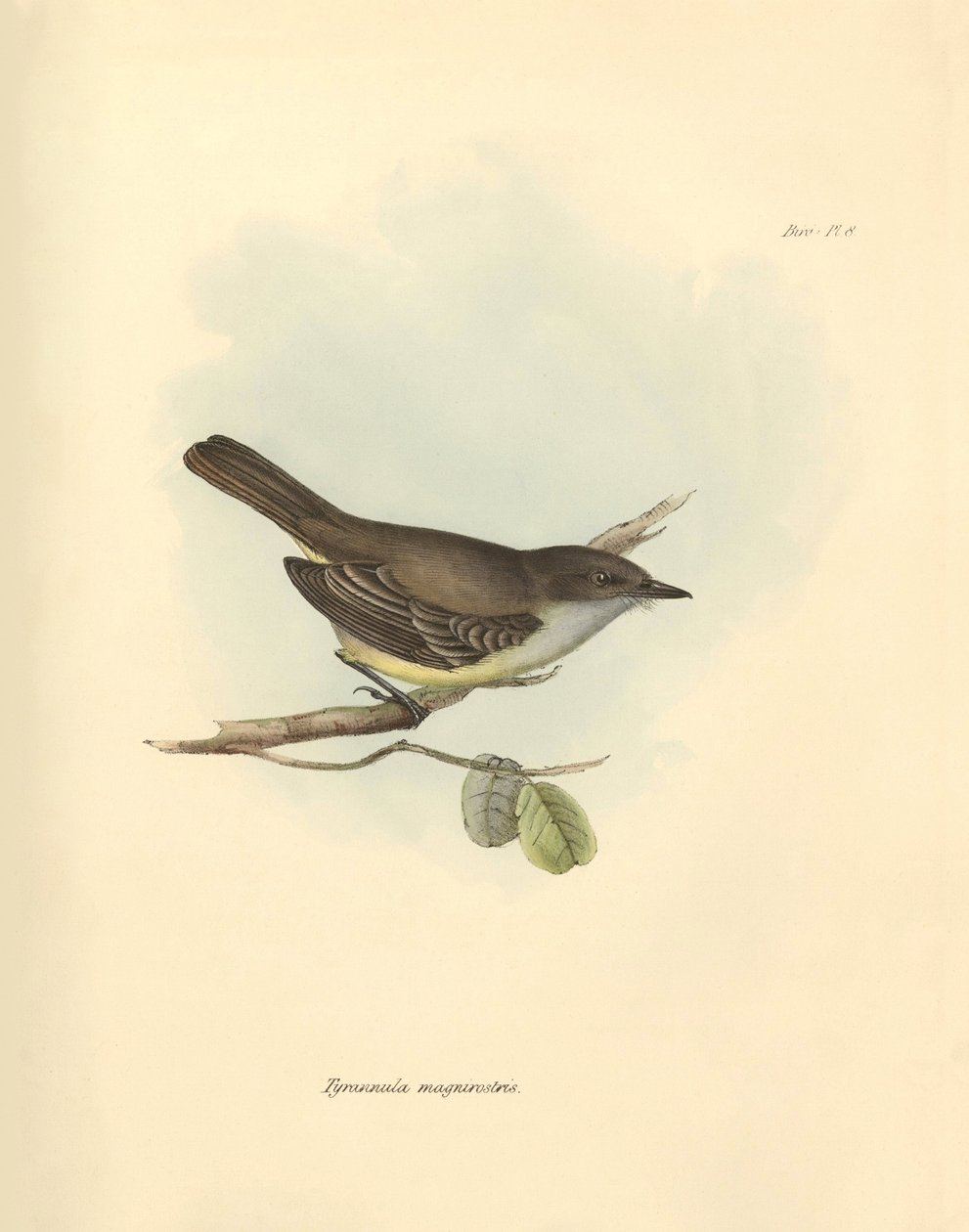 Ornithology: The Tyrannula magnirostris of the bird family described by Charles Darwin during his exploration journey aboard the Beagle. Plate from The Zoology of the voyage of H.M.S. Beagle under the command of Captain Fitzroy during the years 1832 to 183 by Unbekannter Künstler