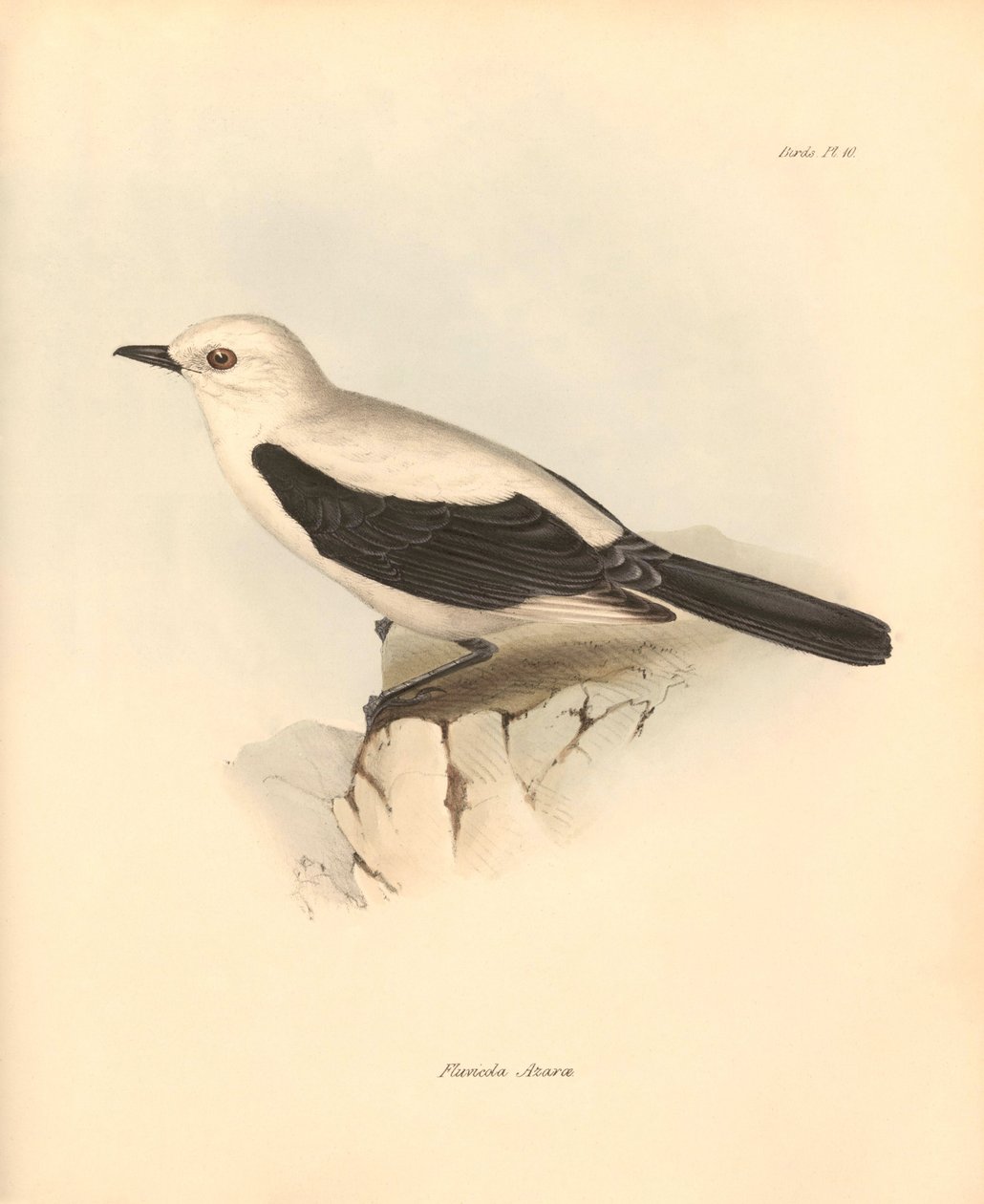 Ornithology: The fluvicola azarea or flycatcher described by Charles Darwin during his exploration journey aboard the Beagle. Plate from The Zoology of the voyage of H.M.S. Beagle under the command of Captain Fitzroy during the years 1832 to 1836 by Unbekannter Künstler