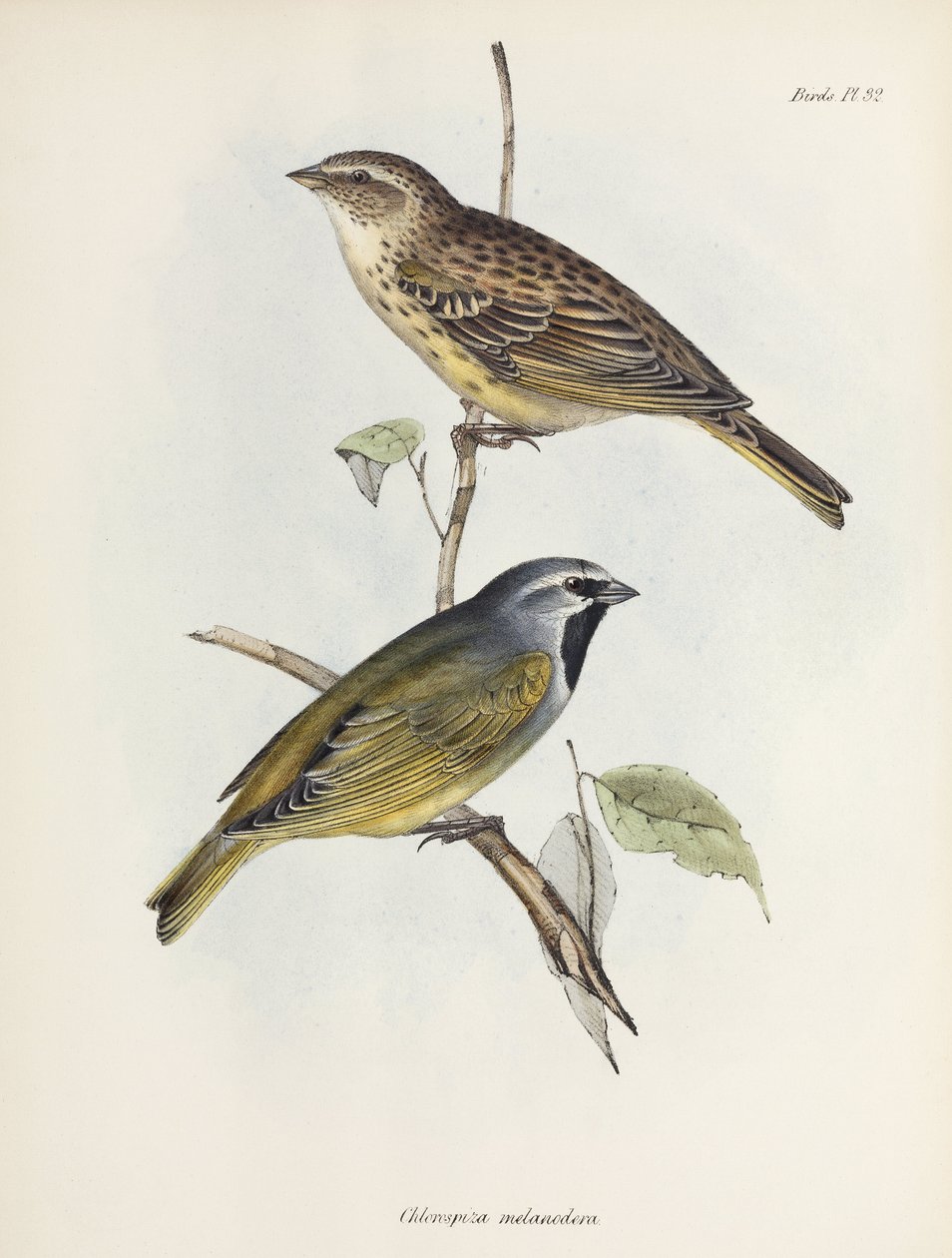 Pair of sparrows or finches, c 1832-1836 by Unbekannt