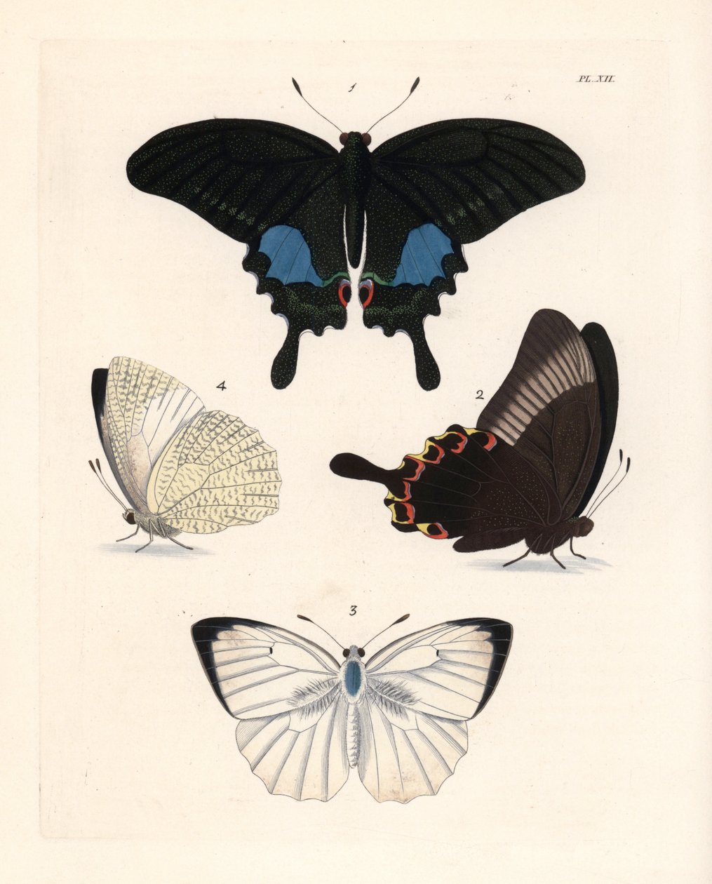 Paris peacock butterfly and mottled emigrant by Unbekannter Künstler