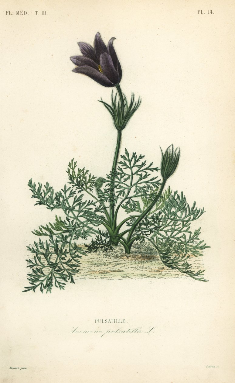 Pasqueflower or Dane