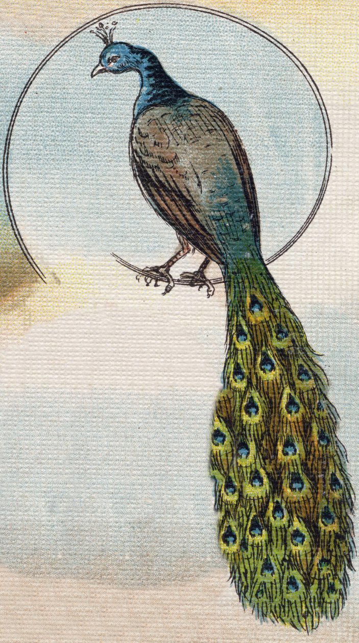 Peacock. Engraving in "Alphabet de ma petite fille". Bernardin-Bechet and Fils, bookseller-publishers, Paris, around 1895 by Unbekannt