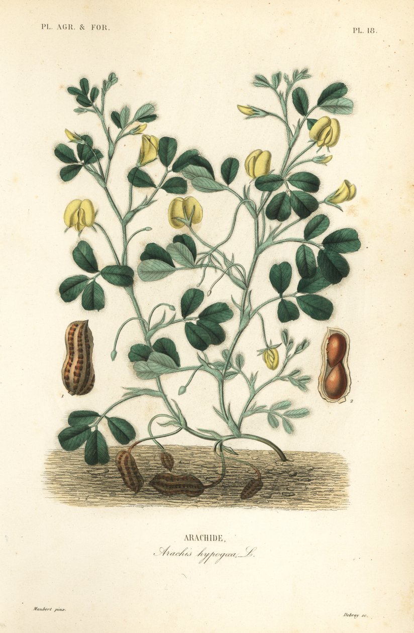 Peanut or groundnut, Arachis hypogaea by Unbekannt