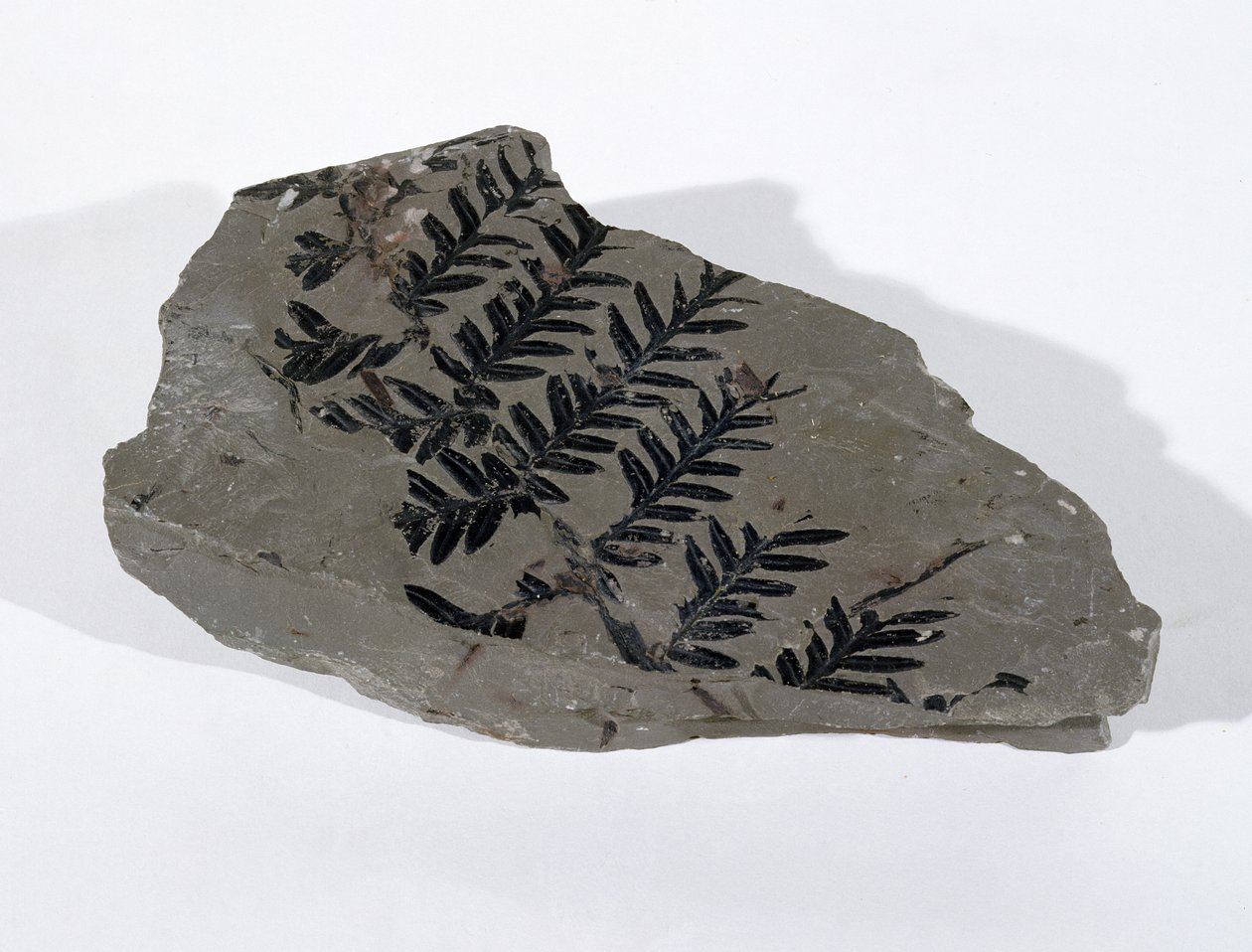 Pecopteris (Gymnosperm Frond) Found at Camerton, Somerset, Upper Carboniferous Period by Unbekannt