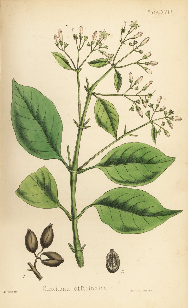 Peruvian bark tree or quinine tree, Cinchona officinalis. Handcoloured lithograph by Henry Sowerby from Edward Hamilton
