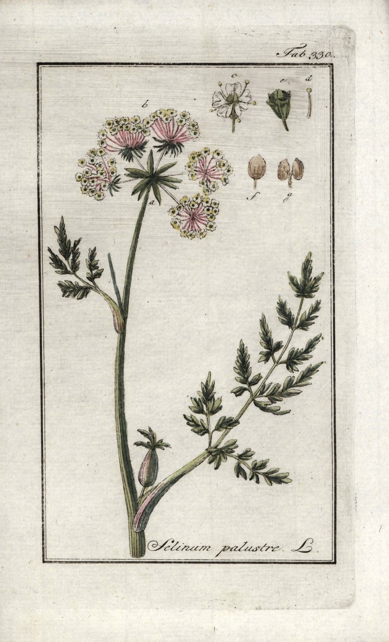 Peucedan Marsh or Marsh Parsley (Selinum marsh). Lithograph from 