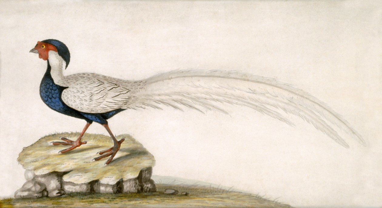 Pheasant by Unbekannter Künstler