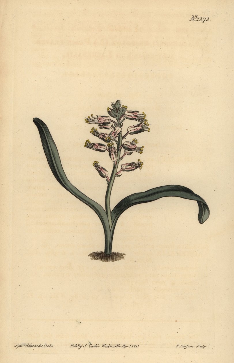 Plain-leaved Self-coloured Lachenalia, Lachenalia Unicolor by Unbekannt