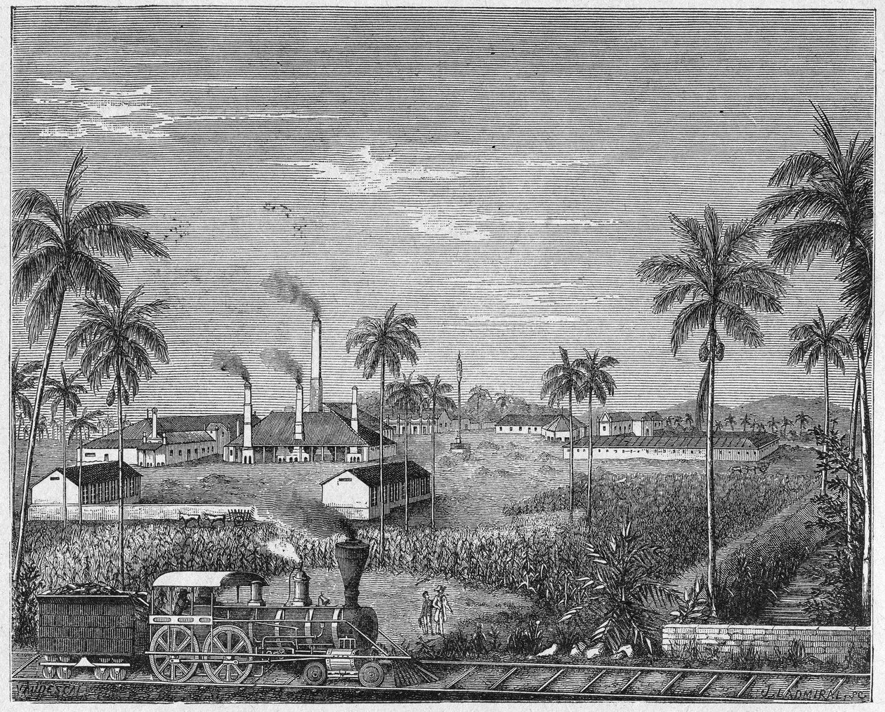 Plantation of sugar cane in Cuba, c.1880 (engraving) by Unbekannter Künstler