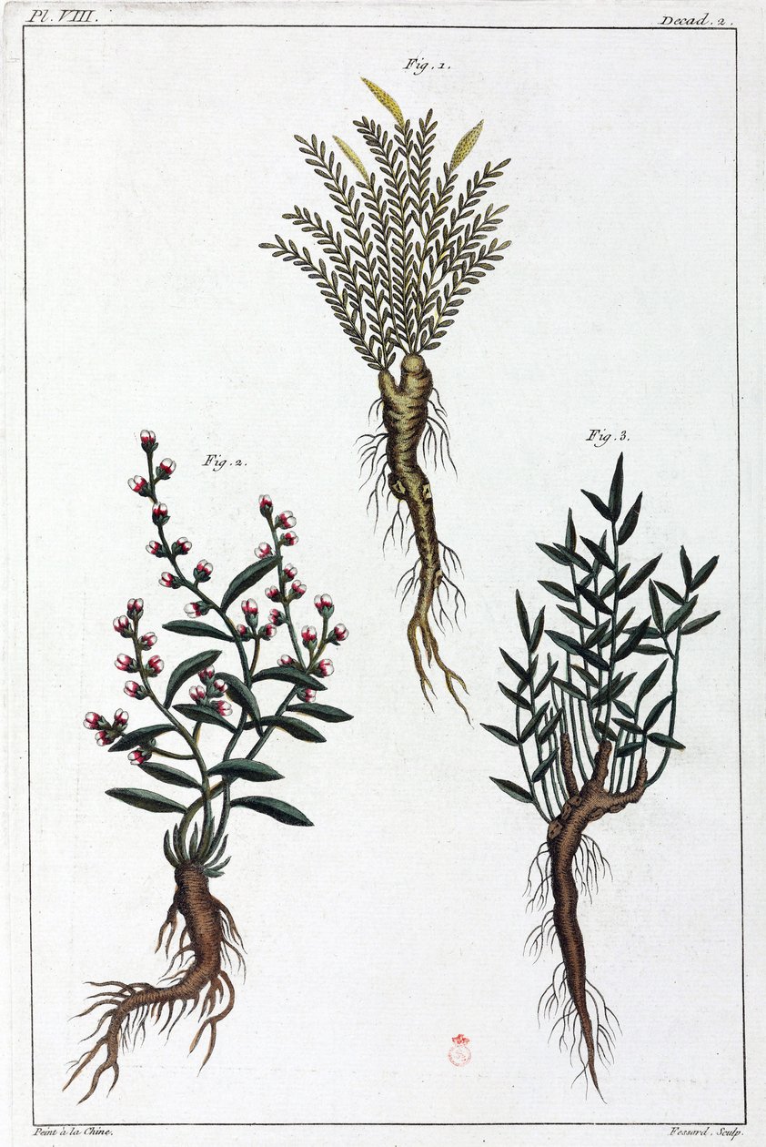Medicinal plants, China by Unbekannt