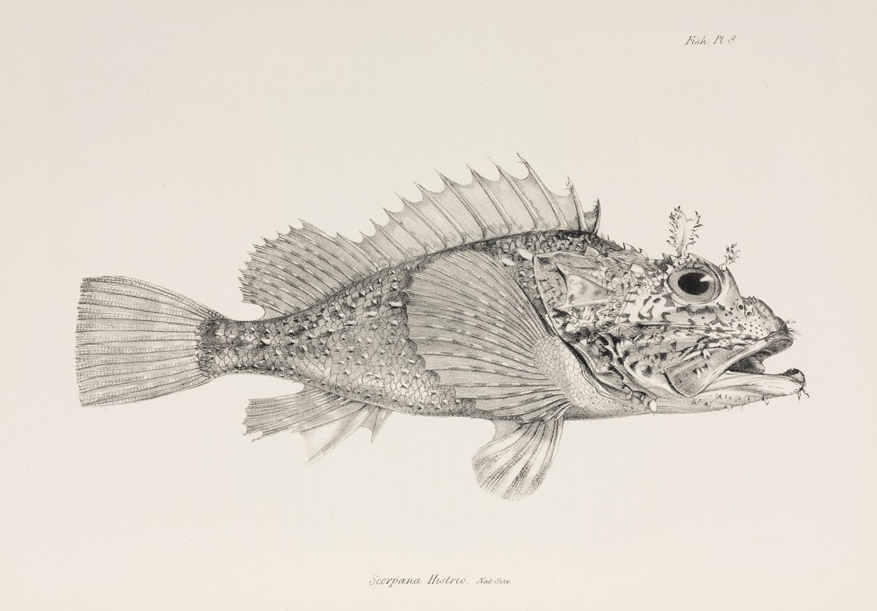 Player Scorpionfish, c. 1832-1836 by Unbekannter Künstler