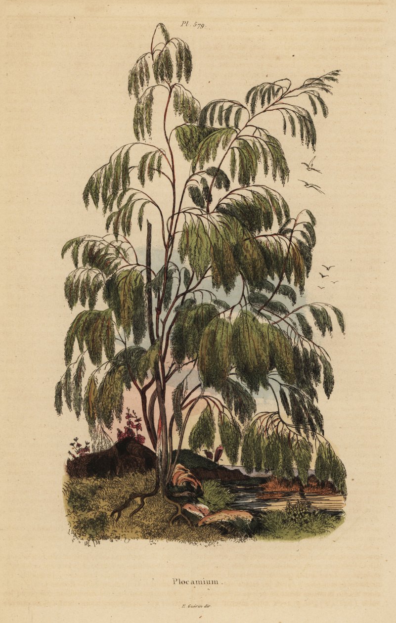 Plocama Pendula Shrub by Unbekannt
