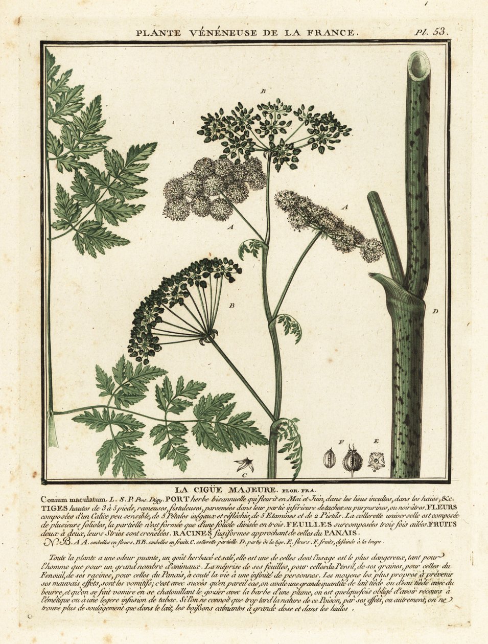 Poison Hemlock, Conium maculatum by Unbekannter Künstler
