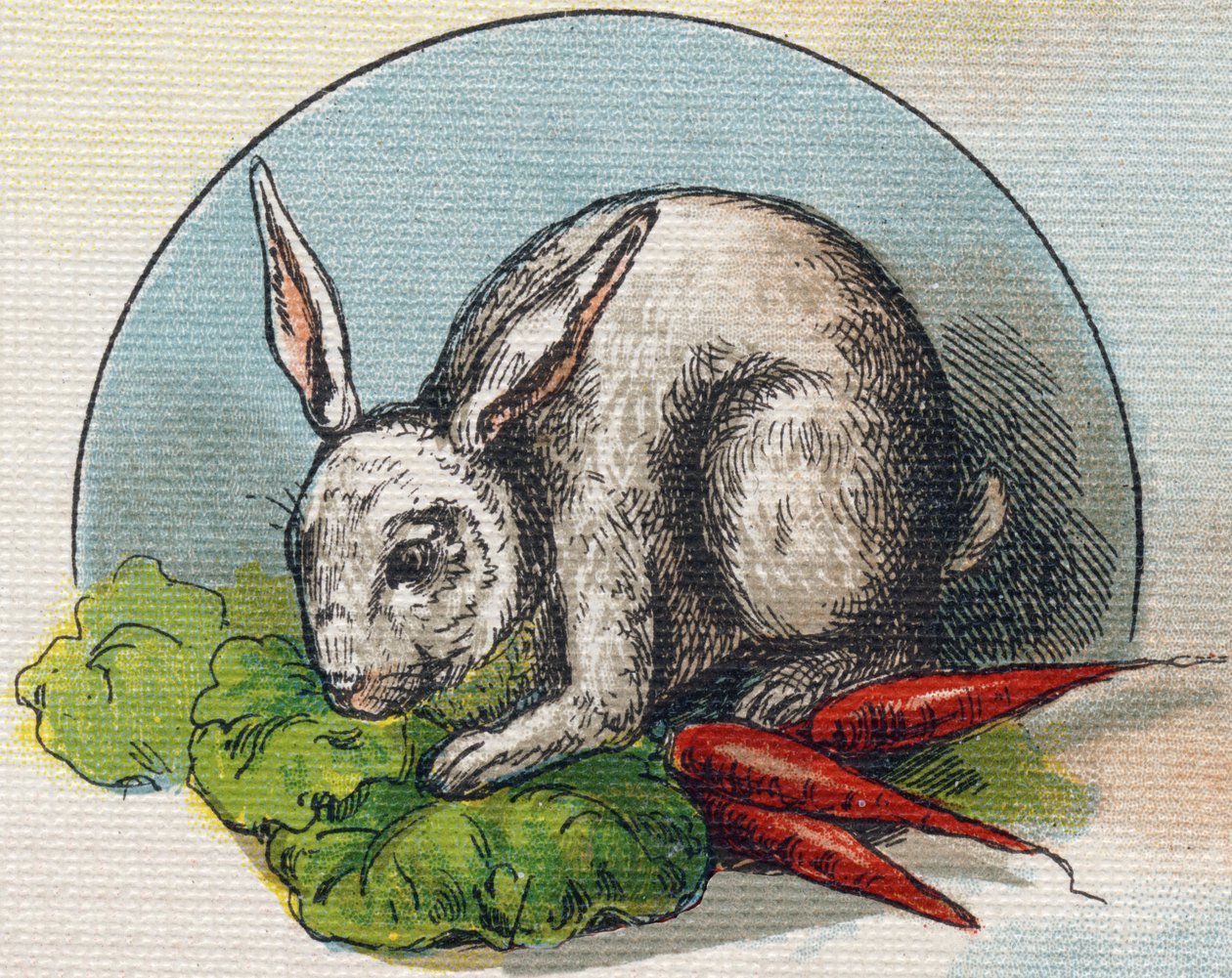 Rabbit eating a carrot by Unbekannt