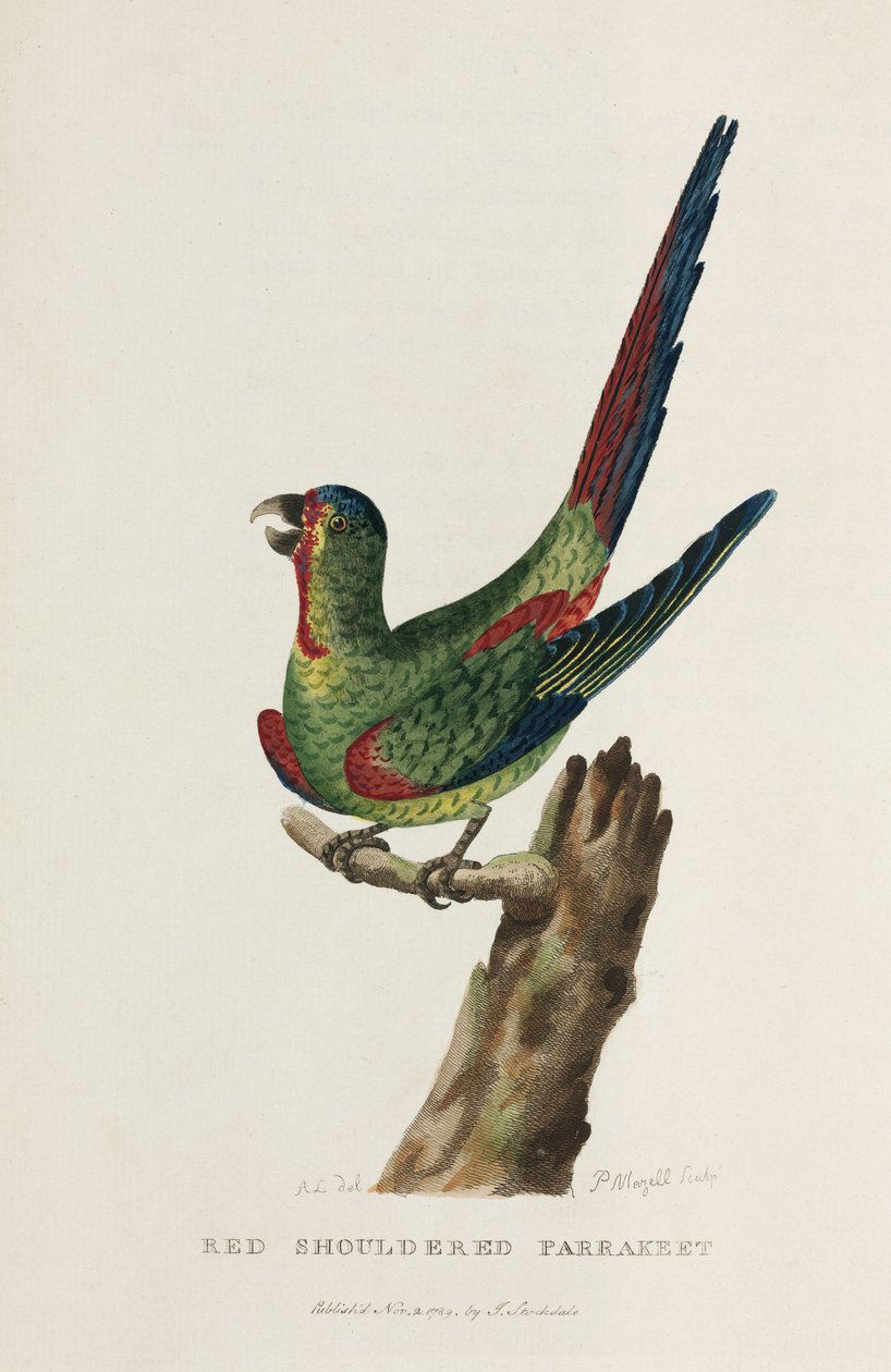 Red Shouldered Parrakeet, Australia, c. 1788 by Unbekannter Künstler