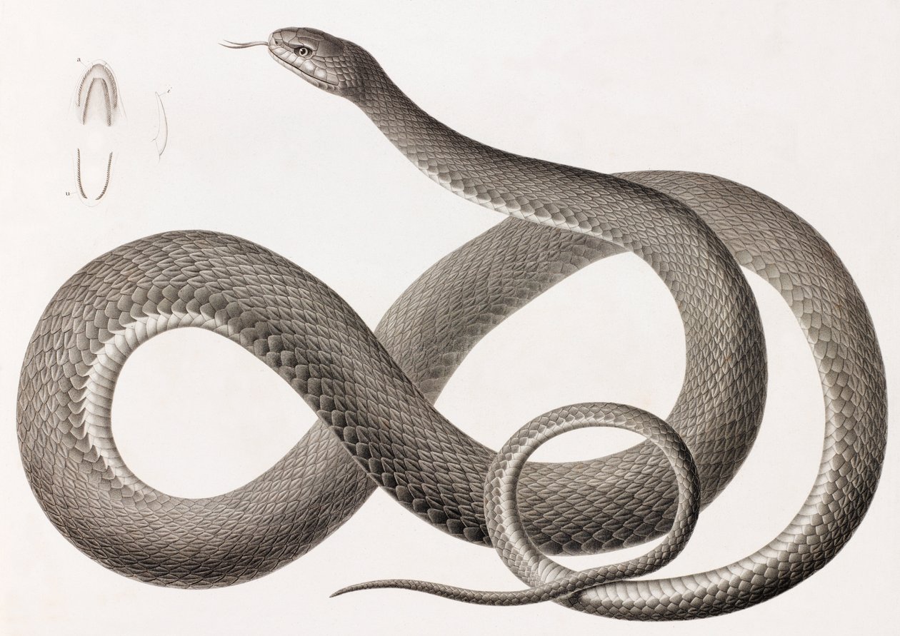 Reptiles: A Close Up Image of an Illustration of a Snake by Unbekannt