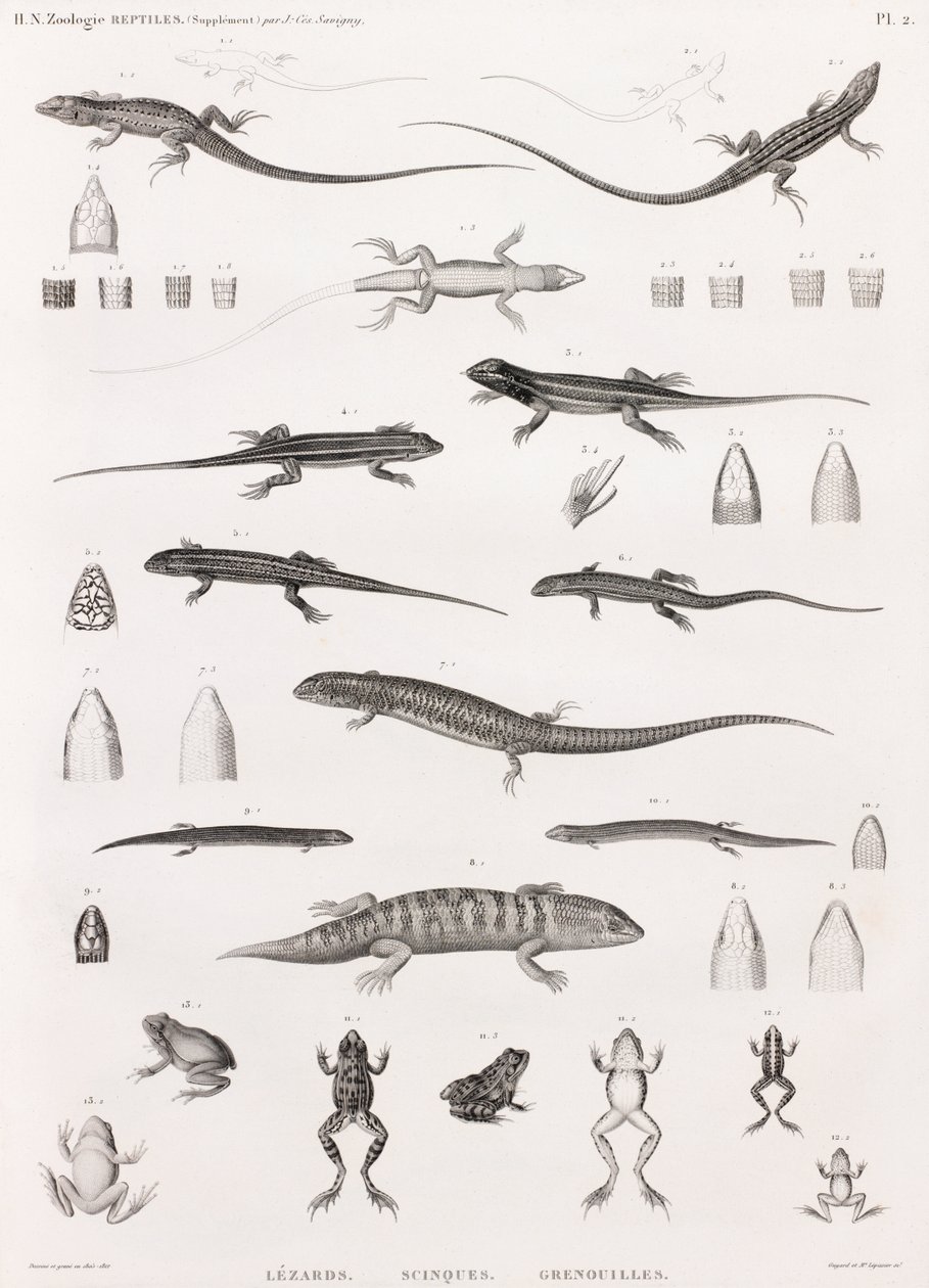 Reptiles: Series of Illustrations of Lizards, Skinks, and Frogs by Unbekannt