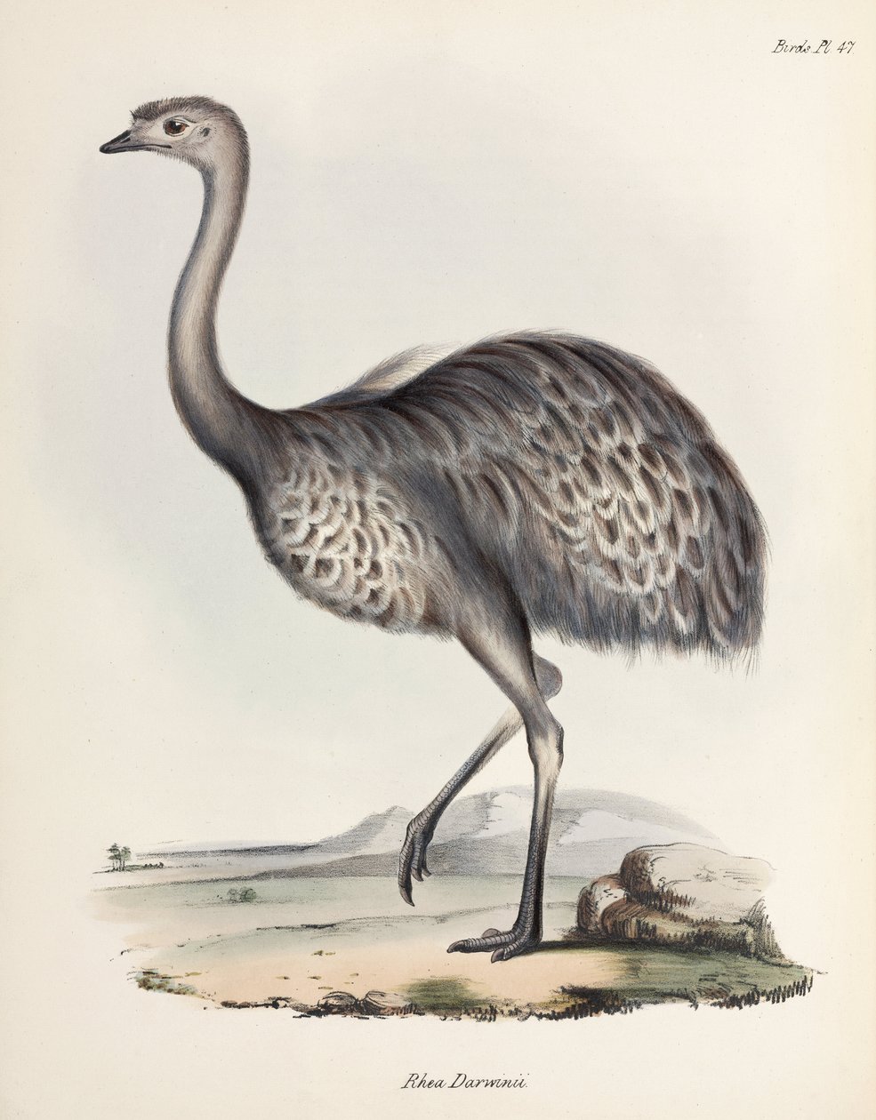 Rhea, South America, c. 1832-1836 by Unbekannter Künstler