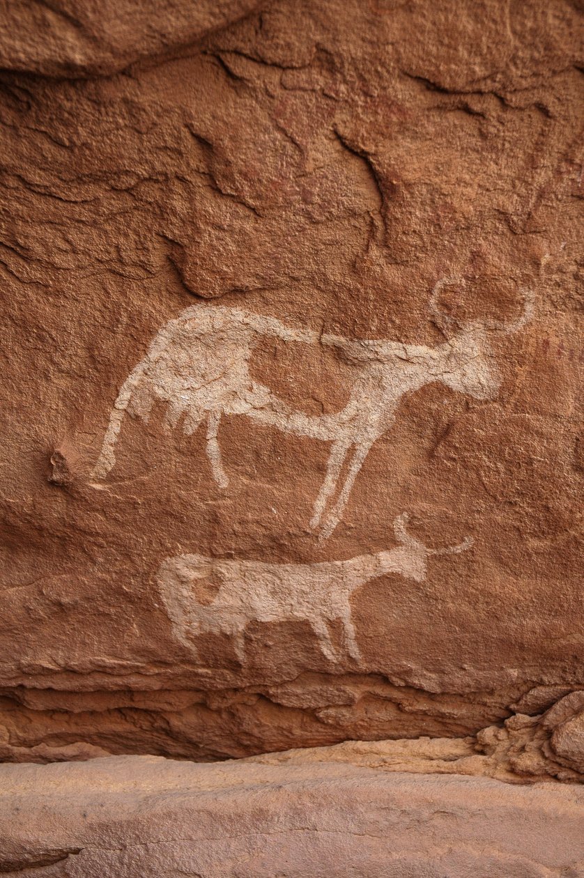 Rock art, Prehistory: Rock painting of two cows with large horns in an ornate shelter, in the Uweinat massif, Sudan (Period from 8000 to 3000 years BC). Photography by Unbekannt