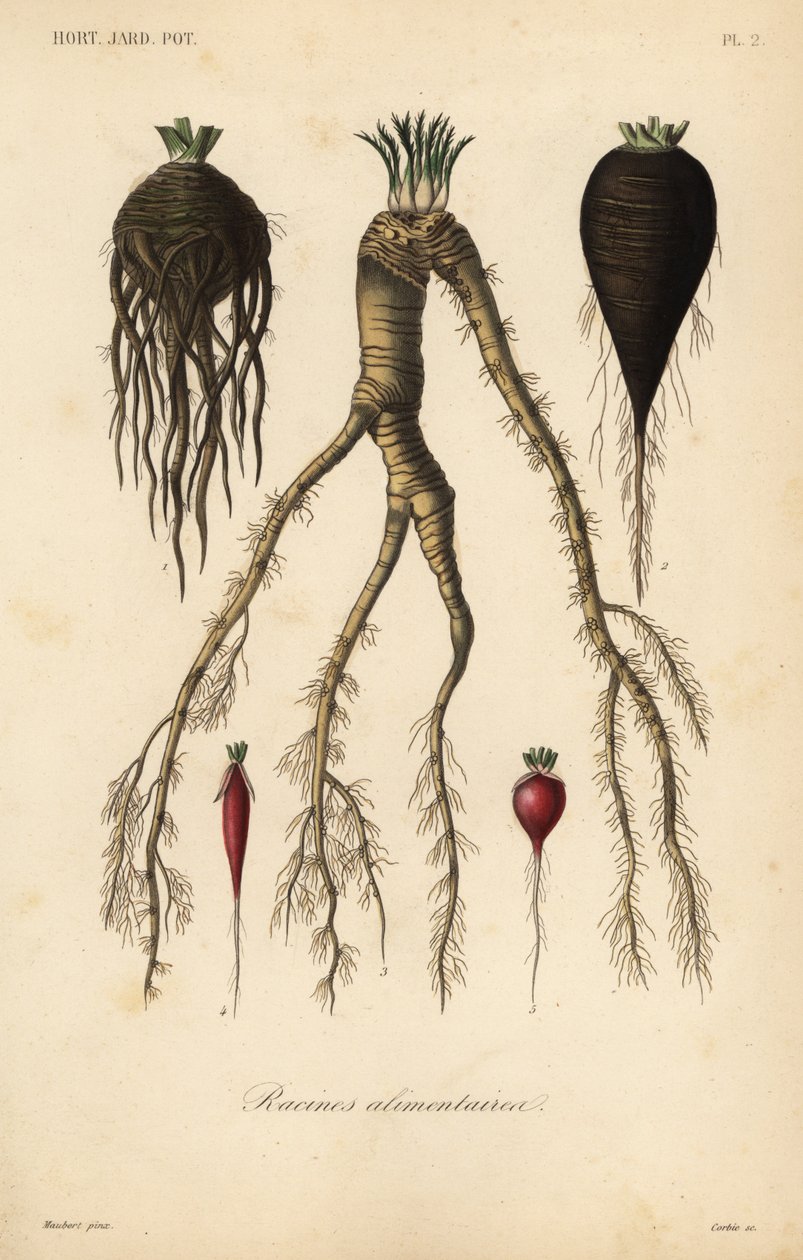 Root Vegetables Drawing Pictures