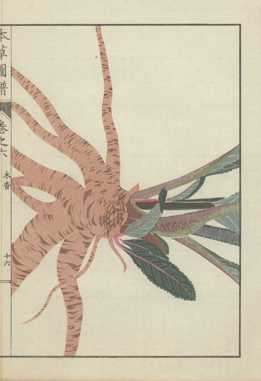 Roots and Stems of the Inula Helenium Plant by Unbekannter Künstler