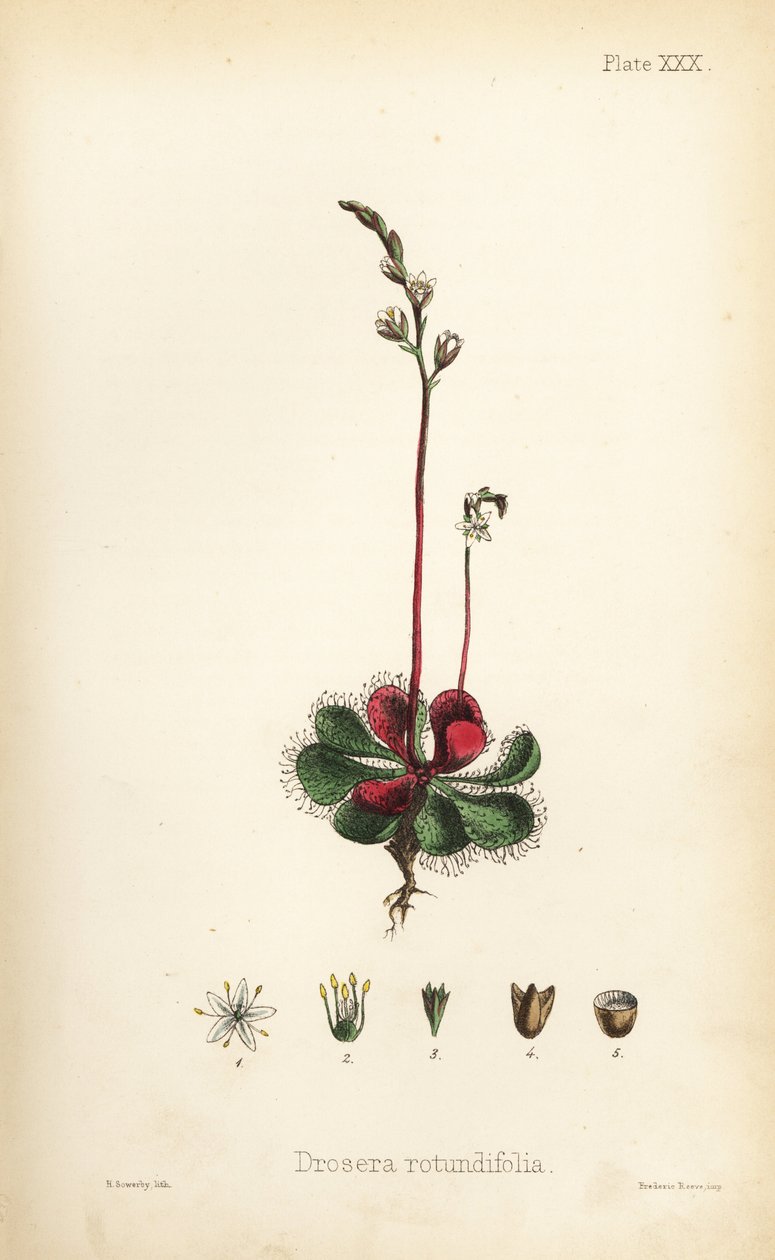 Round-leaved sundew, Drosera rotundifolia. Handcoloured lithograph by Henry Sowerby from Edward Hamilton