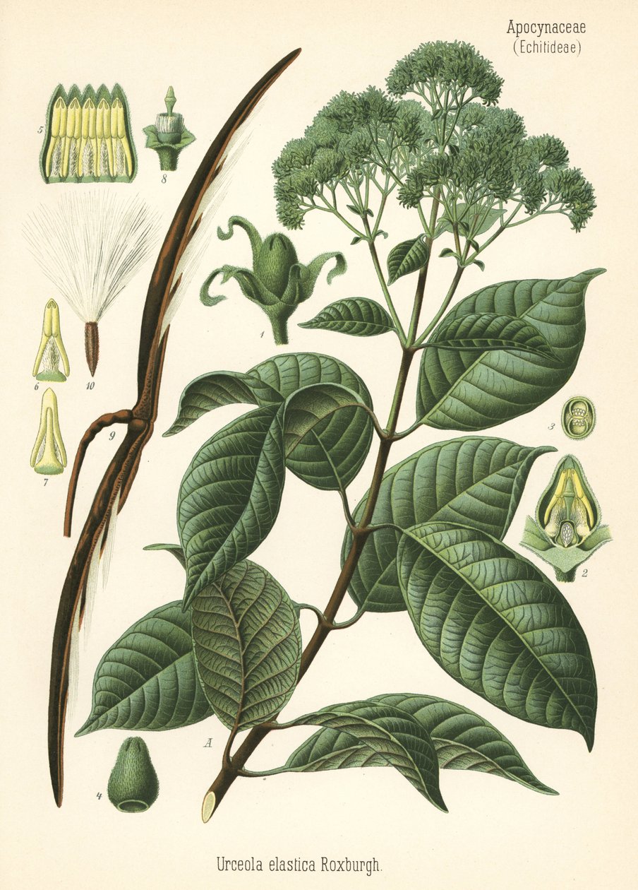 Rubber tree. Chromolithograph after a botanical illustration from Hermann Adolph Koehler