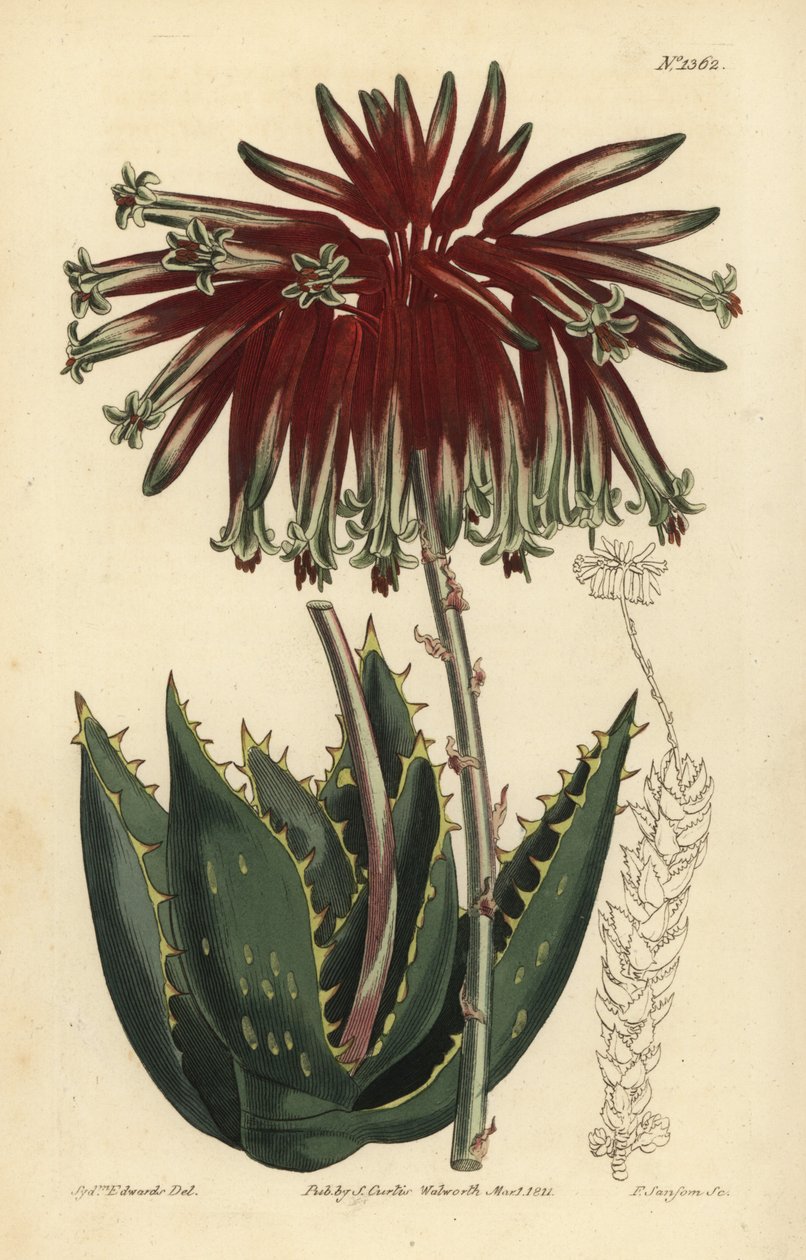 Rubble aloe or mitre aloe by Unbekannt