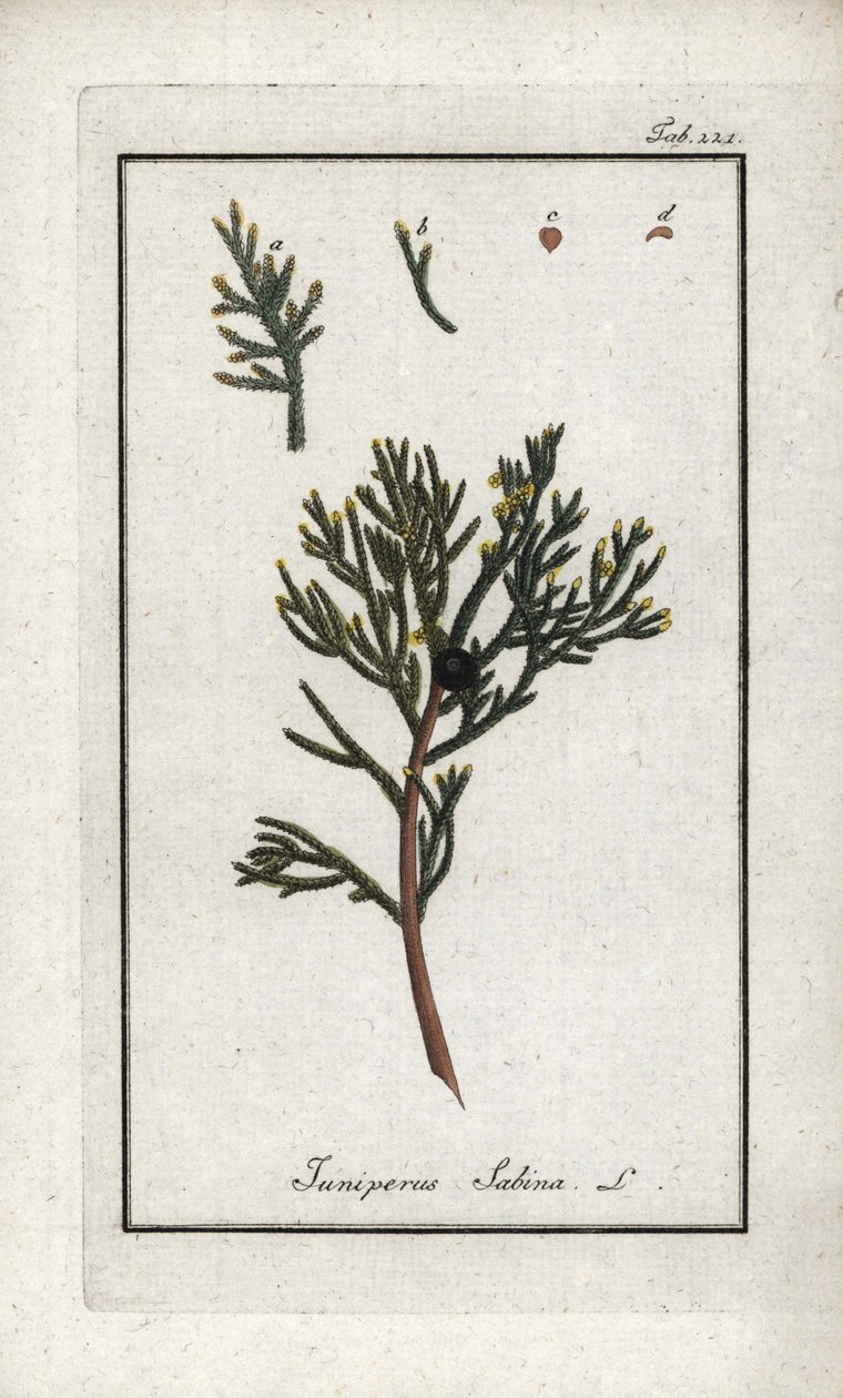 Sabine Juniper (Juniperus sabina). Lithograph from 