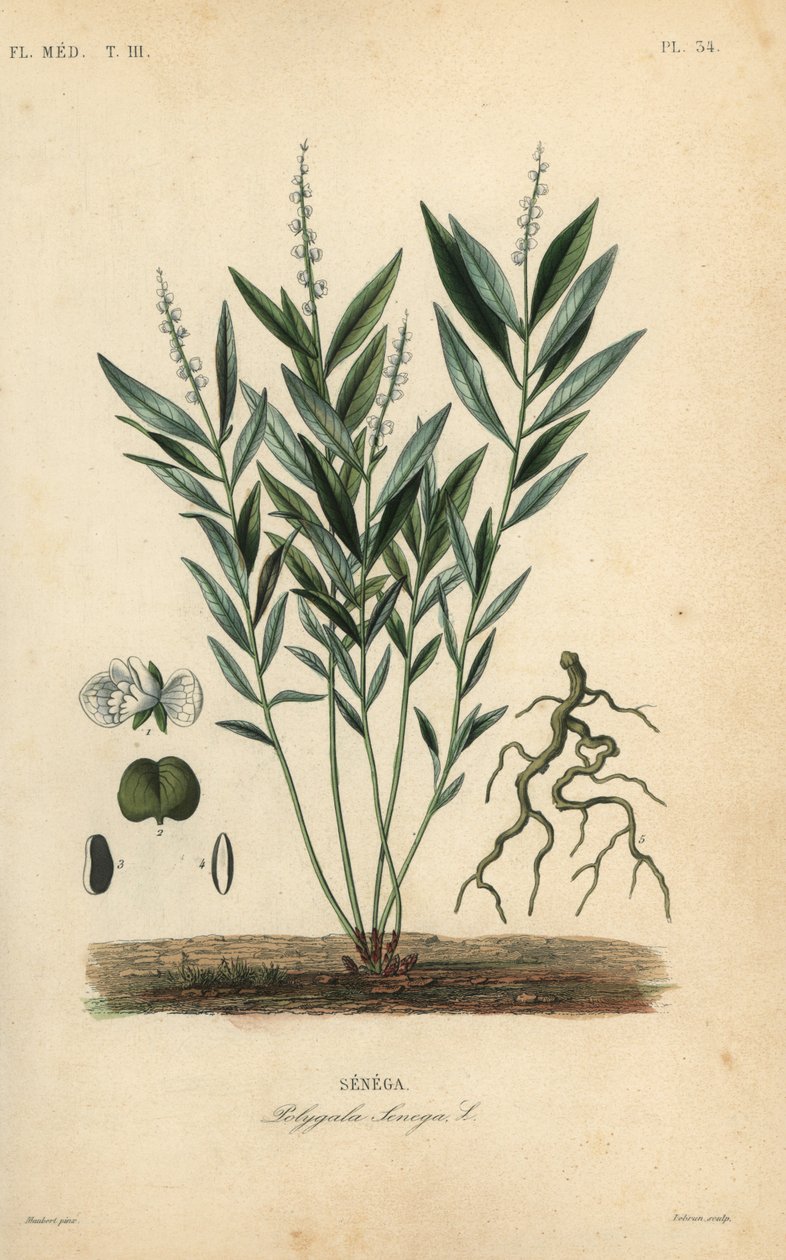 Seneca snakeroot or rattlesnake root, Polygala senega by Unbekannt