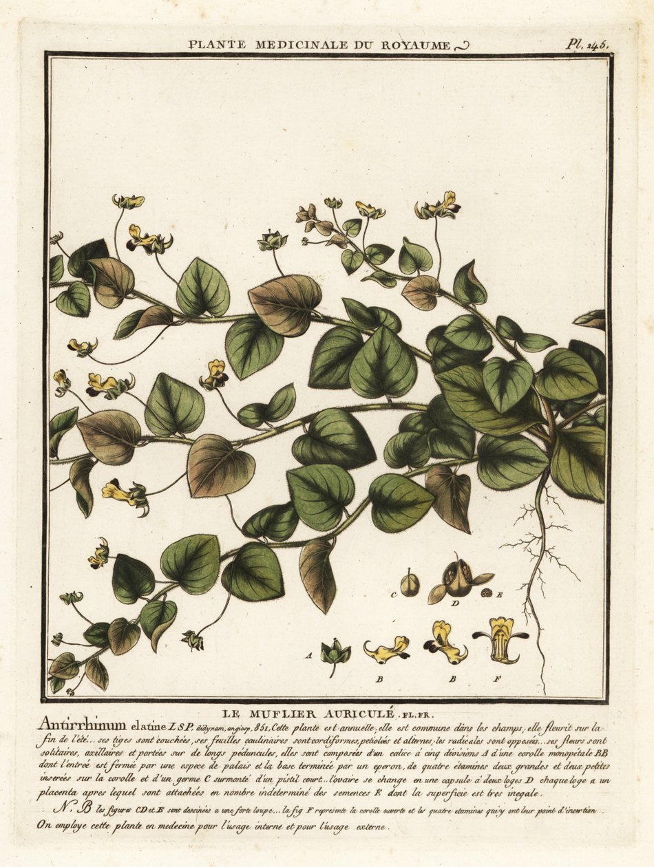 Sharpleaf cancerwort, Kickxia elatine by Unbekannter Künstler