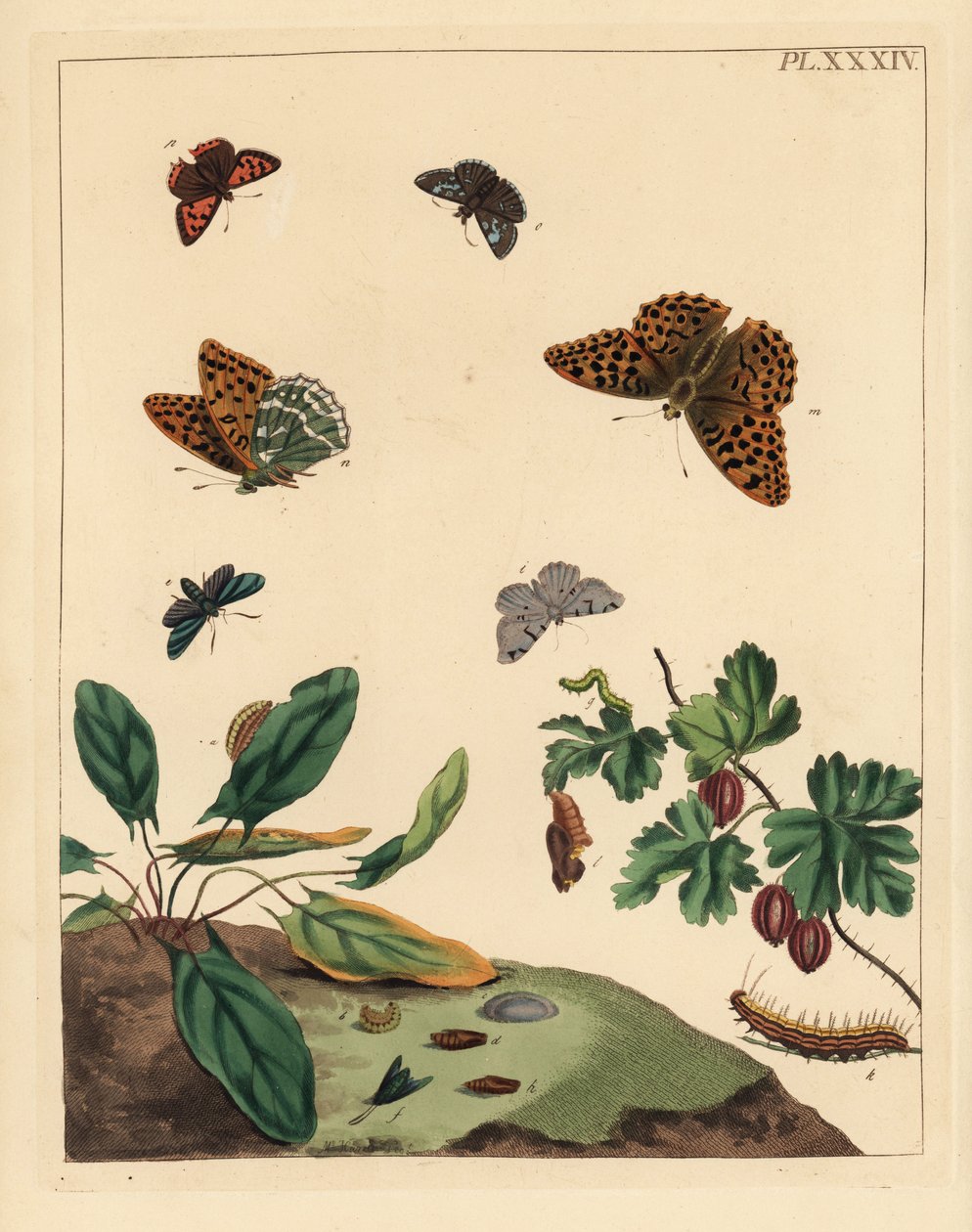 Silver-washed fritillary butterfly, Argynnis paphia, forester moth, Adscita statices, L. or gooseberry moth, Halia vauaria, small copper butterfly, Lycaena phlaeas, dingy skipper, Erynnis tages, and gooseberry bush, Ribes grossularia by Unbekannter Künstler