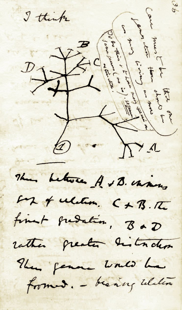 Sketch by Charles Darwin from his first notebook Transmutation of species: this is his first diagram referring to his theory of Evolution. 1837 by Unbekannter Künstler