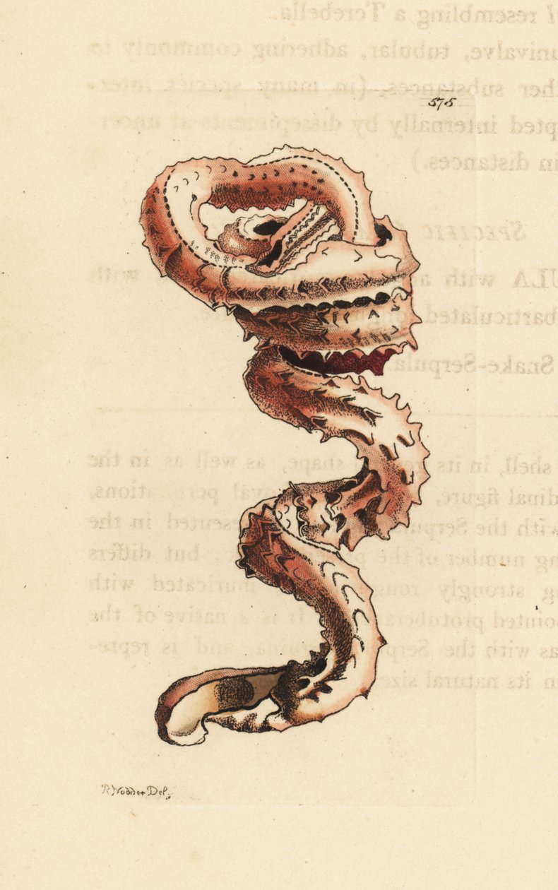 Slit Worm Shell by Unbekannter Künstler