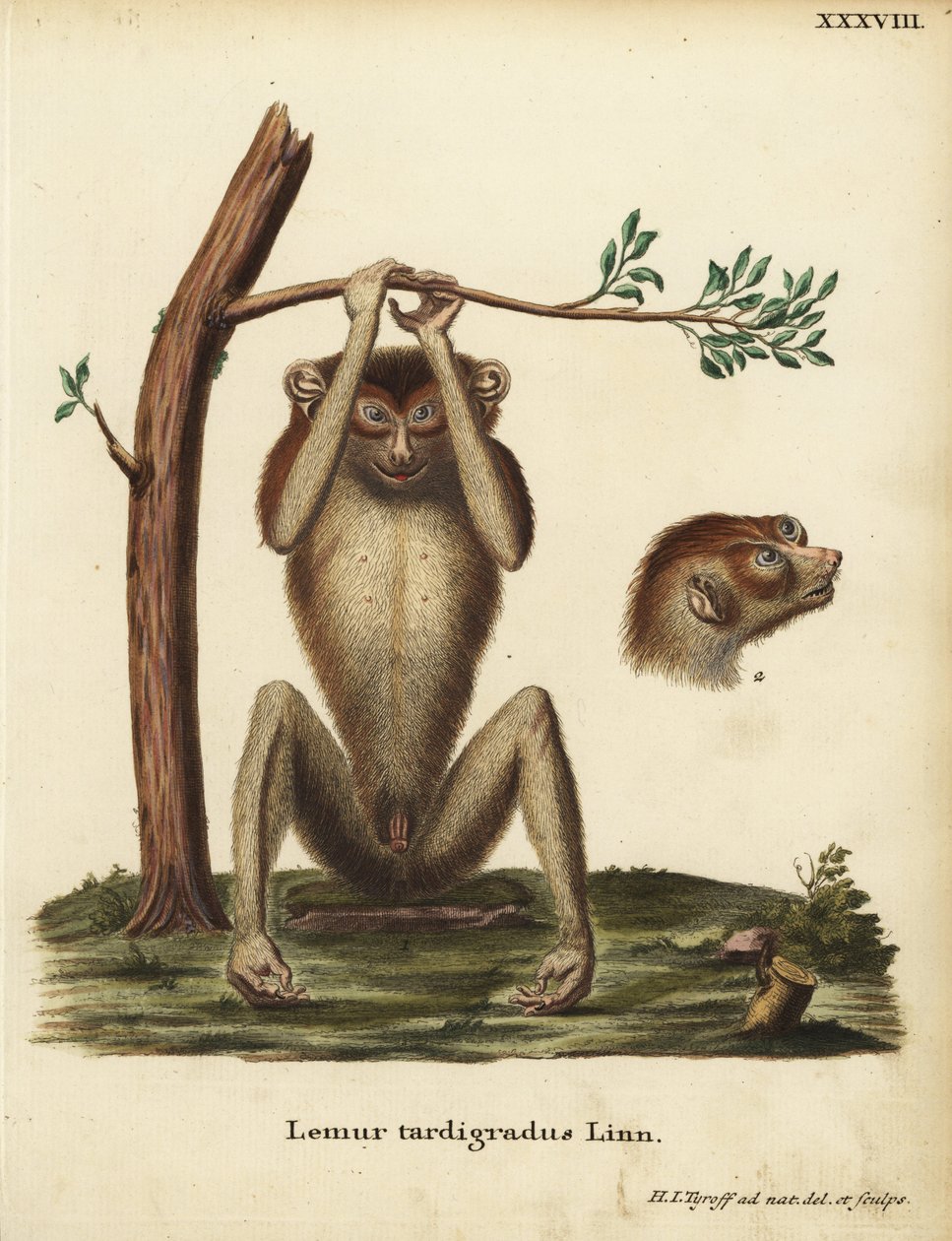 Slow-paced Lemur or Red Slender Loris, Loris tardigradus. Endangered. Lemur tardigradus Linn. Handcoloured copperplate drawn and engraved after nature by Hermann Jakob Tyroff from Johann Christian Daniel Schreber