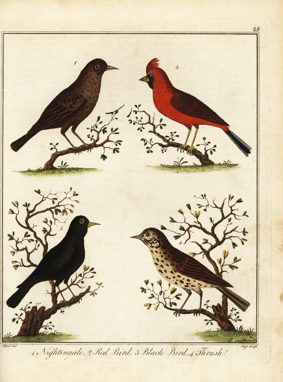 Songbirds: Nightingale, Red Bird, Black Bird and Thrush by Unbekannter Künstler