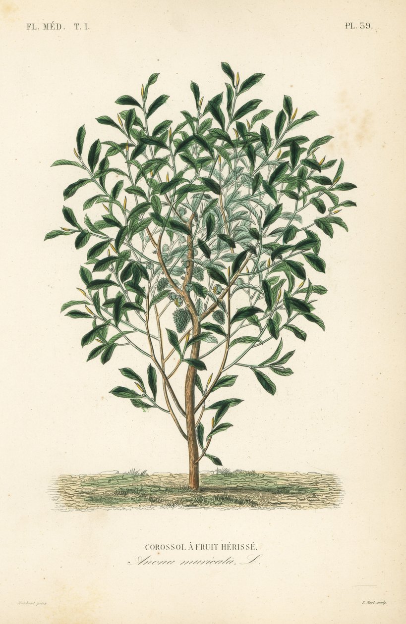 Soursop, graviola or guyabano tree by Unbekannt