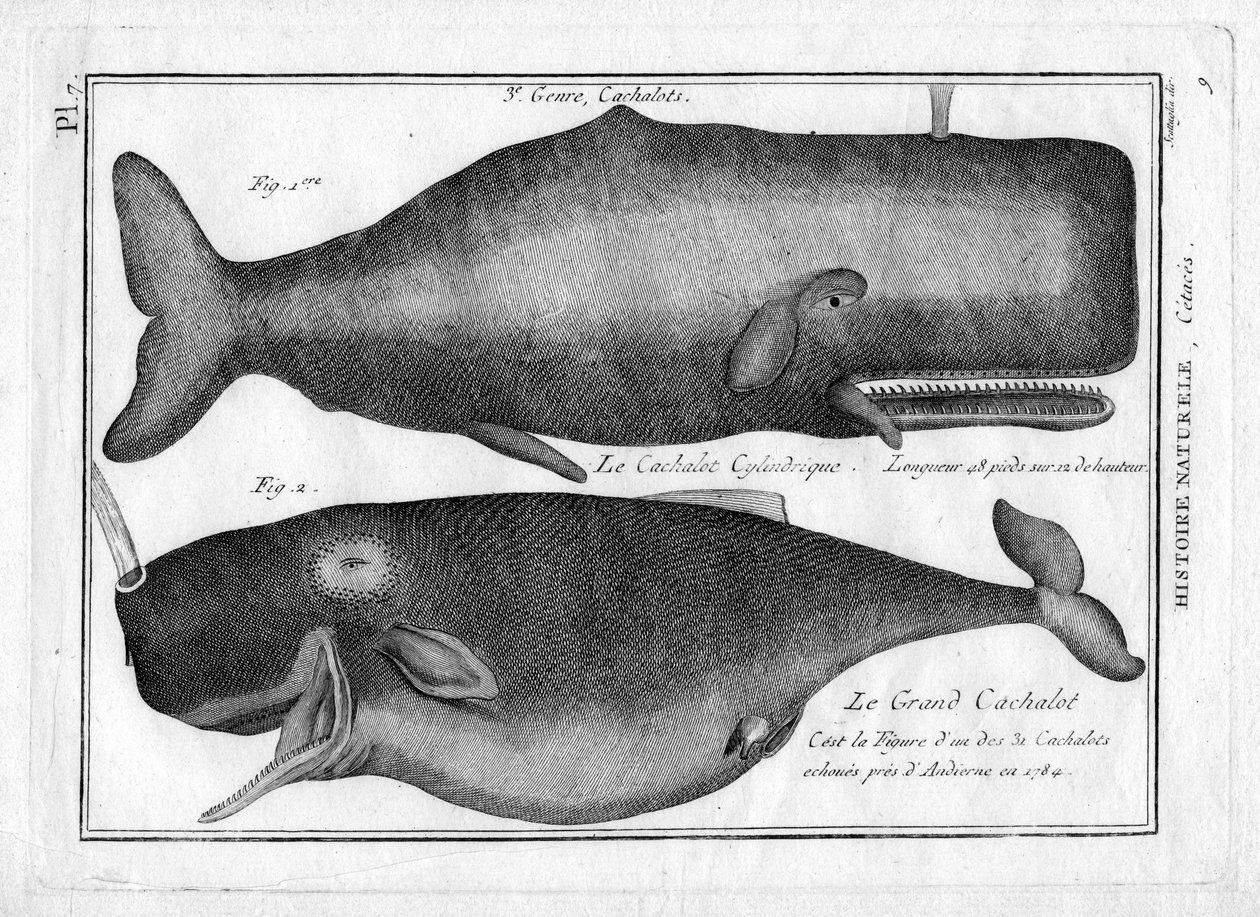 Sperm Whales in 