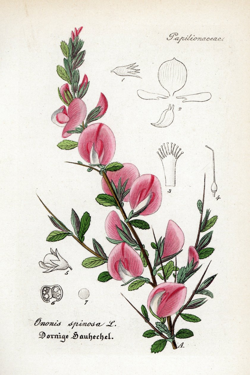 Spiny restharrow, Ononis spinosa by Unbekannter Künstler
