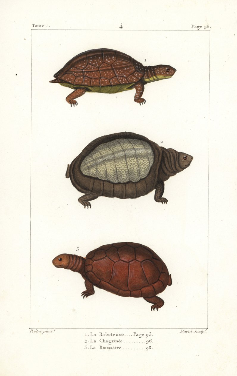 Spot legged turtle, Indian flapshell turtle, and North African helmeted turtle by Unbekannter Künstler